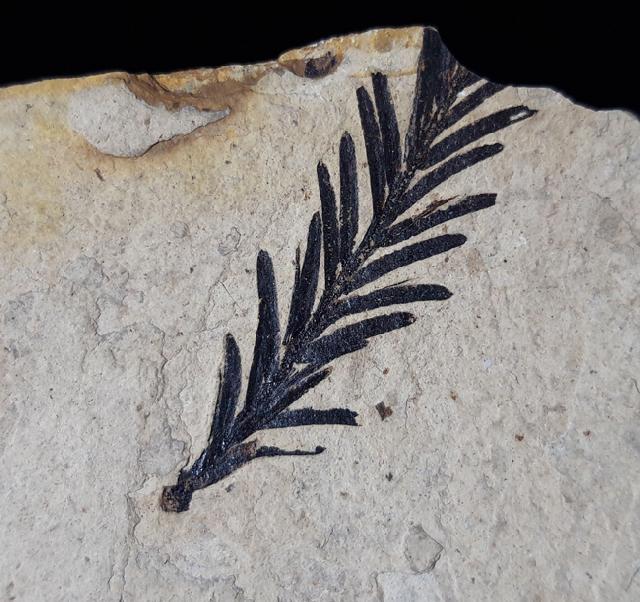 Metasequoia occidentalis CHANEY 1951 - Bild © FossNet FossilienStore